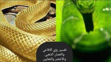 تفسير حلم ثعبان ذهبي للمتزوجه: دلالات ورموز مخفية