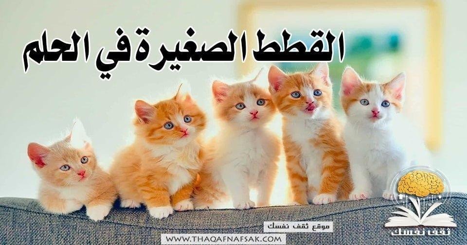 1436933220 - تفسير حلم قطة شريرة: رموز خفية تكشفها