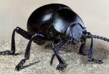 تفسير حلم حشرات ملونه: رحلة في عالم اللاوعي