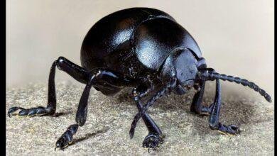 تفسير حلم حشرات ملونه: رحلة في عالم اللاوعي