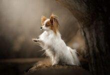 تفسير حلم كلاب يركضون خلفي: ماذا يعني؟