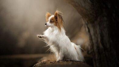 تفسير حلم كلاب يركضون خلفي: ماذا يعني؟