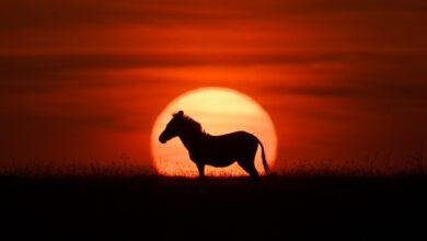 تفسير حلم هجوم حشرات:  غزوٌ من اللاوعي؟