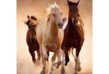 14523 d8aad981d8b3d98ad8b1 d8add984d985 d987d8afd98ad8a9 d8add8b5d8a7d986 d8b1d985d988d8b2 d985d986 d8b9d8a7d984d985 d8a7d984d8a3d8add984d8a7 220x150 - تفسير حلم ركوب الحصان مع شخص: دلالات للعزباء