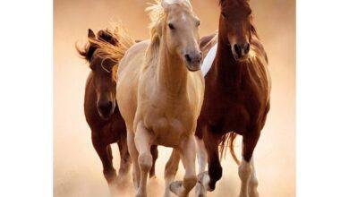 تفسير حلم هدية حصان: رموز من عالم الأحلام