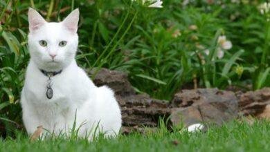 تفسير حلم قطة بيضاء للعزباء: رموز ودلالات خفية