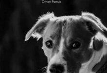 تفسير حلم رؤية كلب للعزباء 14631 d8aad981d8b3d98ad8b1 d8add984d985 d983d984d8a8 d8aed8b1d8a8d8b4d986d98a d984d984d8b9d8b2d8a8d8a7d8a1 d8b1d985d988d8b2 d988d8aed981d8a7 220x150 - تفسير حلم رؤية كلب للعزباء