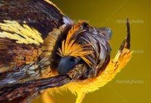 14766 d8aad981d8b3d98ad8b1 d8add984d985 d8aed8b1d988d8ac d8add8b4d8b1d8a7d8aa d985d986 d98ad8afd98a d8b1d985d988d8b2 d988d8a3d8a8d8b9d8a7d8af 220x150 - تفسير حلم نزول حشرات من الشعر: أسرار وخبايا