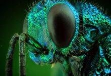 تفسير حلم خروج حشرات مع البراز للمتزوجه 14787 d8aad981d8b3d98ad8b1 d8add984d985 d8b1d8a4d98ad8a9 d8add8b4d8b1d8a7d8aa d981d98a d8a7d984d8b4d8b9d8b1 d8b1d985d988d8b2 d8aed981d98ad8a9 220x150 - تفسير حلم خروج حشرات مع البراز للمتزوجه