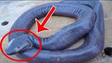 تفسير حلم ثعبان خلف ظهري: رسائل خفية؟