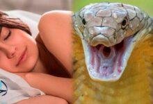 14846 d8aad981d8b3d98ad8b1 d8add984d985 d8b1d8a4d98ad8a9 d8abd8b9d8a8d8a7d986 d8a7d8b3d988d8af d8b1d985d988d8b2 d8aed981d98ad8a9 d8aad983d8b4 220x150 - تفسير حلم وجود افعى في البيت