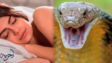 تفسير حلم رؤية ثعبان اسود: رموز خفية تكشفها الأحلام