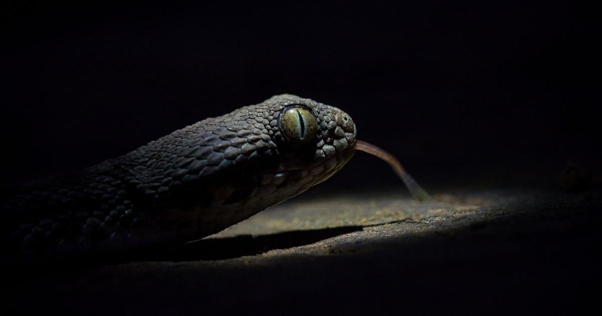 1706448367 close up shot of a snake its tongue protruding fr 2023 11 27 05 35 58 utc 1200x630 - تفسير حلم ثعابين سوداء تطاردني: رموز خفية؟