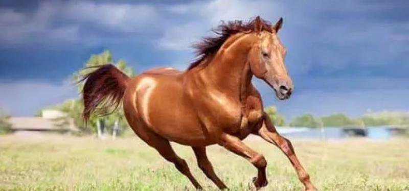 209969 17061172603395001 - تفسير حلم حصان بني للعزباء: رموز وأسرار