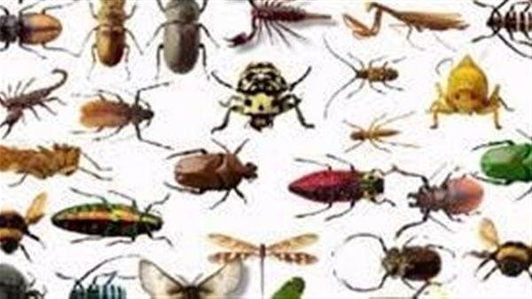 238.jpg6634dbeece99e - تفسير حلم حشرات طائرة في الحمام: رموز خفية؟