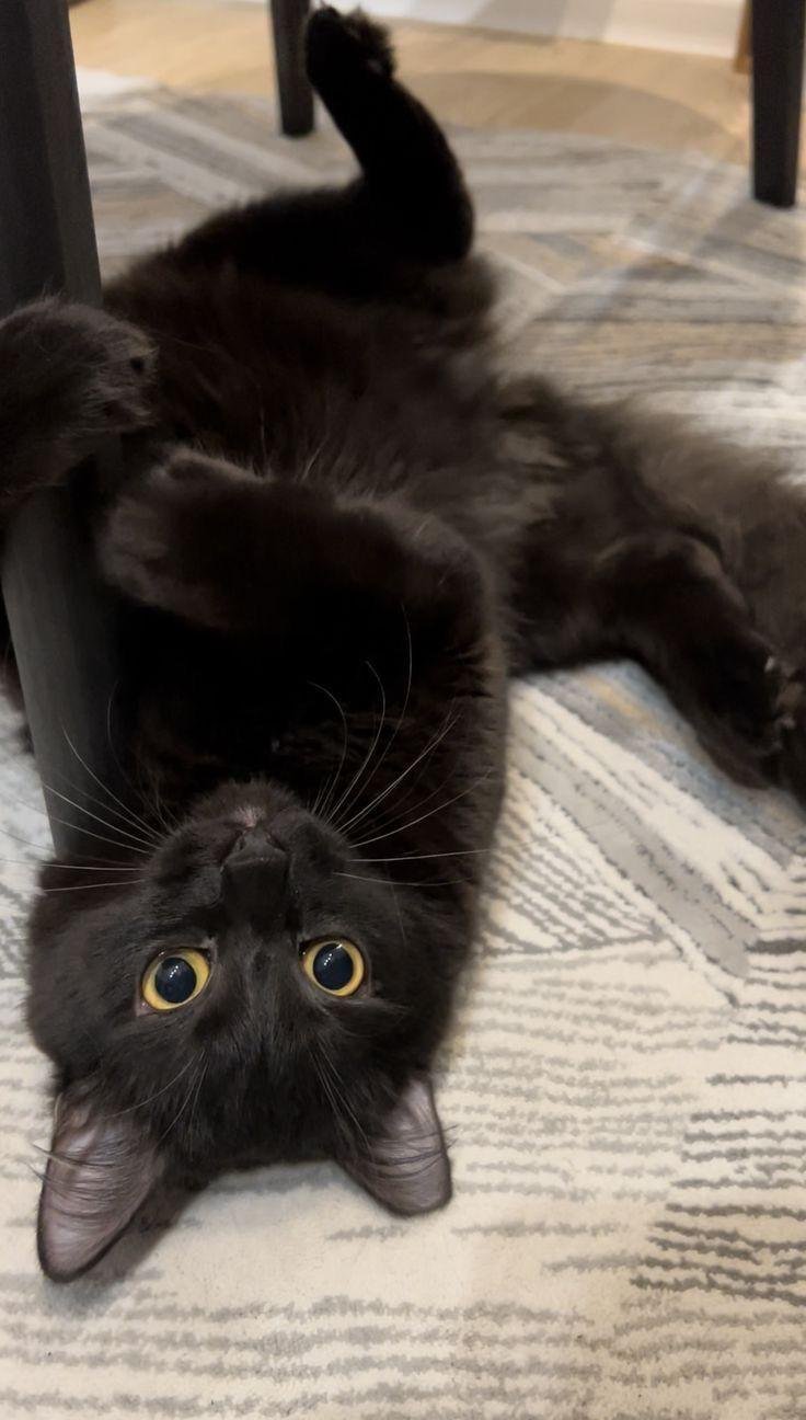 تفسير حلم قطة سوداء تنظر إليك: غموض أم رسالة؟ 2fc66527082b0cc799f8a0446be04847.jpg688b0647efad2 - تفسير حلم قطة سوداء تنظر إليك: غموض أم رسالة؟