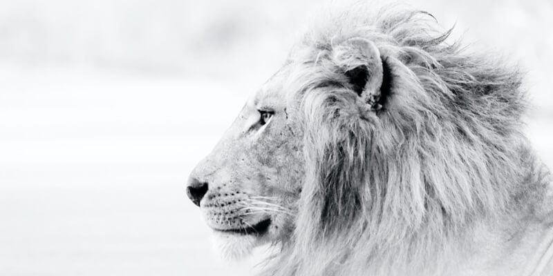 3 information about explanation seeing lion dream.jpg6647eaa529219.jpg6883c3fdb73a3 - الأسد الأبيض في المنام: رحلة كشف رمزية