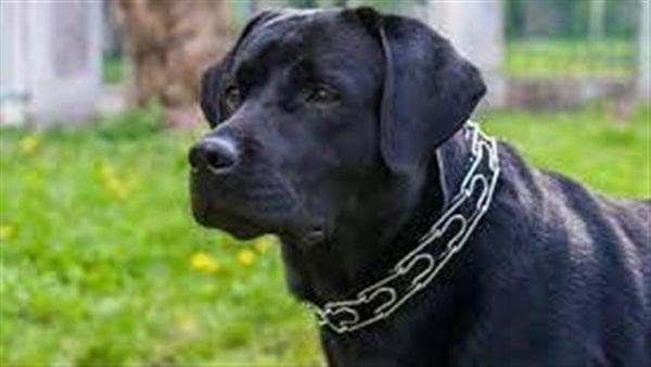 302.jpg664ea7616b9c1 - تفسير حلم ثلاث كلاب سوداء: رموزٌ مُبهمةٌ أم رسائل؟