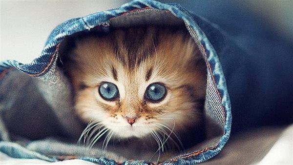 314.jpg66551c9e08eff - تفسير حلم هدية قطة بيضاء للعزباء: رمزٌ غامض؟