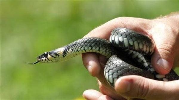 420.jpg688a4f5494da9 - تفسير حلم إنقاذ طفل من ثعبان: رمز الأمل والنجاة