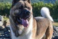 423a17dc7410a2933e1876eb1975dead 220x150.jpg687f2496c549a - تفسير حلم نباح كلب: همس الكلاب في منامك