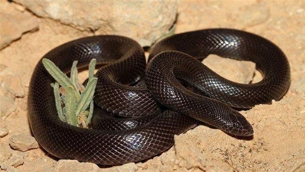 519.jpg66443e69aeb3b - تفسير حلم ثعبان سوداء تلاحقني: رموز ودلالات مخفية