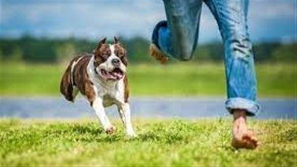 563 - تفسير حلم كلاب يركضون خلفي: ماذا يعني؟