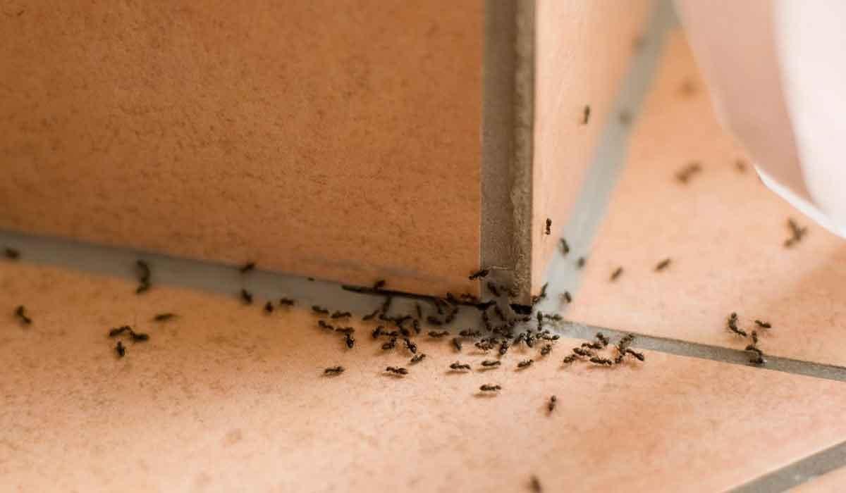 5678900 - تفسير حلم حشرات في غرفة النوم: رسائل خفية؟