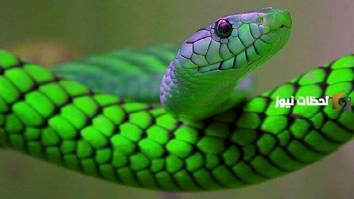63 2.jpg6889b481bc9db - تفسير حلم ثعبان بيني وبين زوجي: رموز خفية؟