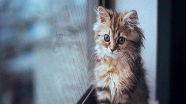 639e2c2a c123 4d95 bee3 46ffe7ca4c7b 370x208.jpg688b9c6df0581 - تفسير حلم قطة تلحس يدي: دلالات خفية ومفاجئة