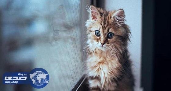 639e2c2a c123 4d95 bee3 46ffe7ca4c7b.jpg664cfc6dc39db.jpg688aa9ac1b346 - تفسير حلم قطة تحاول دخول البيت: رسائل للعزباء؟