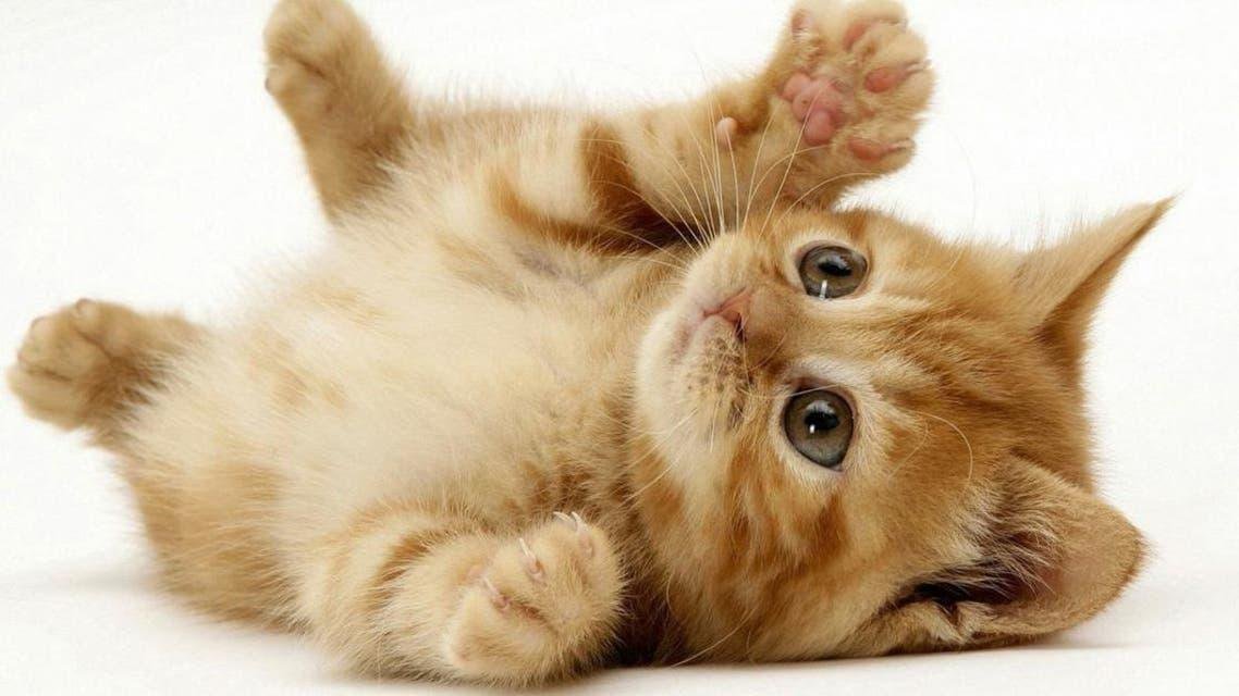 642.jpg688aa9b7d95b2 - تفسير حلم قطة تحاول دخول البيت: رسائل للعزباء؟