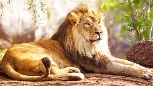 735.jpg68841d19bc959 - غابة الرؤى: ماذا يعني حلمك بالأسد؟