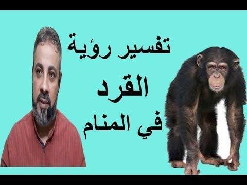 8 oYPkEkh4c - تفسير حلم كلب يعض خصيتي: رمز مخفي؟