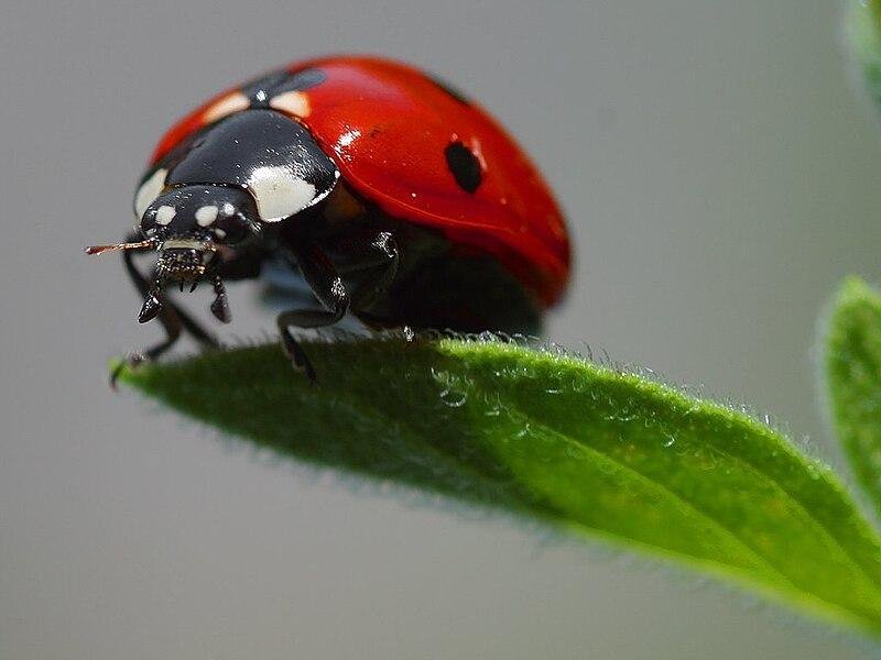 800px Ladybird - تفسير حلم هجوم حشرات:  غزوٌ من اللاوعي؟