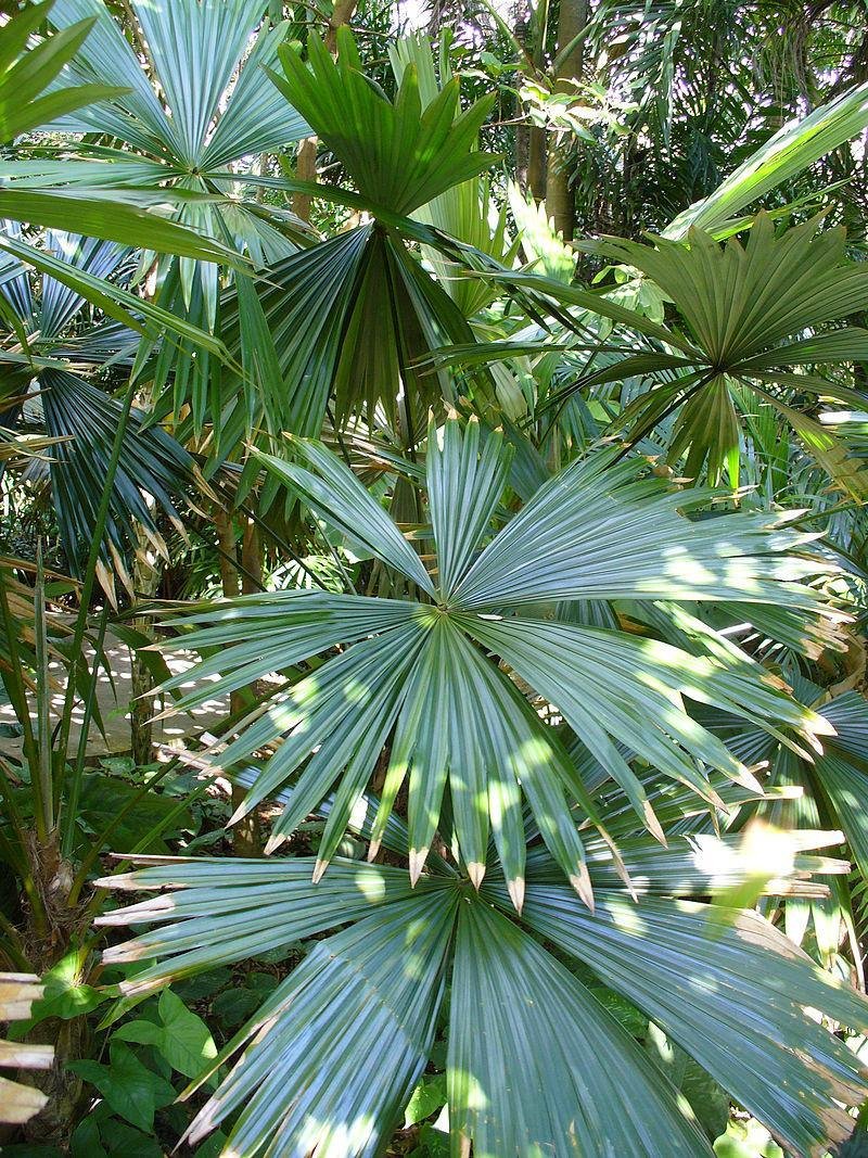 800px chelyocarpus ulei 2 - غابة الرؤى: هجوم الأسد في المنام وتأويلاته