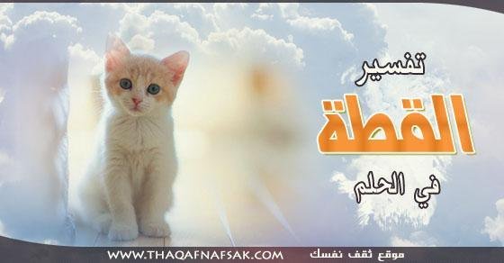 820.jpg6881b91c60485 - تفسير حلم قطة بيضاء في غرفة النوم: رمز أم رسالة؟