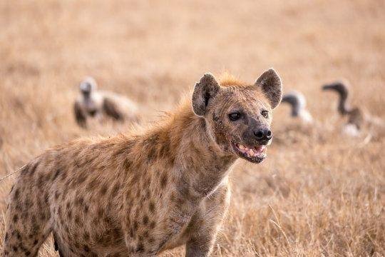 845d7172b94fe703d261aef536aa54c6 - تفسير حلم كلب يركض خلفي: رموز من عالم اللاوعي