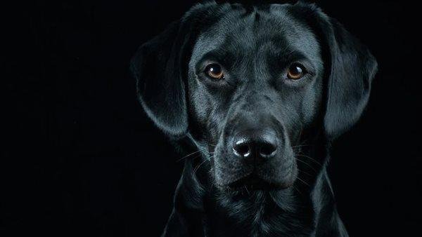 907 - تفسير حلم ثلاث كلاب سوداء: رموزٌ مُبهمةٌ أم رسائل؟