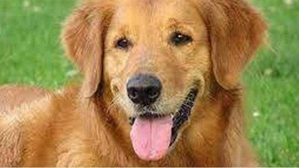 95.jpg66514b3c5c24a.jpg687f248a608bf - تفسير حلم نباح كلب: همس الكلاب في منامك