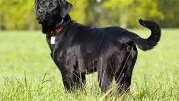 977.jpg664ea7581811e - تفسير حلم ثلاث كلاب سوداء: رموزٌ مُبهمةٌ أم رسائل؟