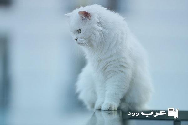 D8AAD981D8B3D98AD8B1 D8B1D8A4D98AD8A9 D8A7D984D982D8B7D8A9 D8A7D984D8A8D98AD8B6D8A7D8A1 D981D98A D8A7D984D985D986D8A7D985 - تفسير حلم قطة بيضاء تلاحقني: رمز أم رسالة؟