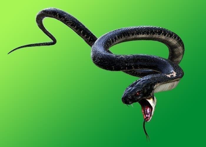 تفسير حلم رؤية ثعبان كبير: رموز خفية تكشفها الأحلام KJPPABZBSY.jpg6889966bdc0cc - تفسير حلم رؤية ثعبان كبير: رموز خفية تكشفها الأحلام