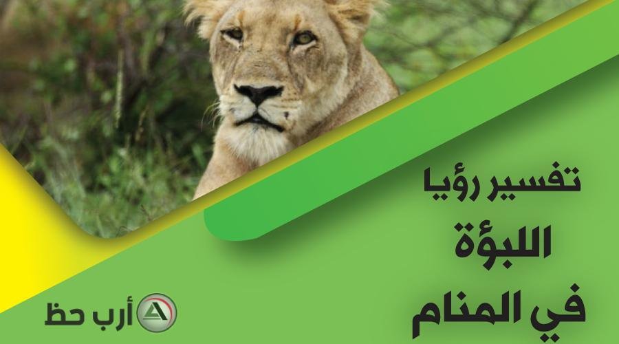Lioness in dream.jpg6880df74cc410 - زئير في الدار: أسرار حلم دخول الأسد منزلك