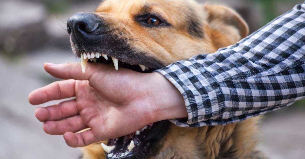 agfivwugcgz85 article.jpg6661e7dabd82b - تفسير حلم كلب يعض زوجي: رموز خفية؟