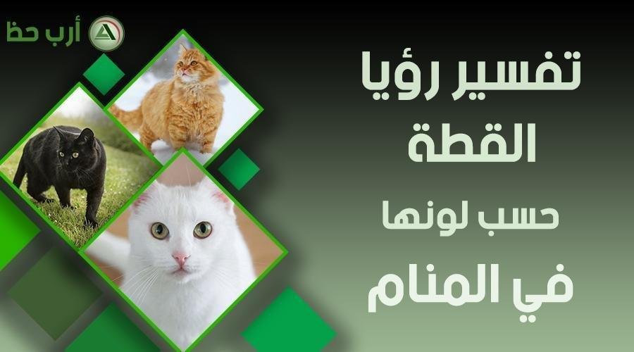 cat by color.jpg664d3a94dcdb3 - تفسير حلم قطة تهاجمني في وجهي: رموز خفية؟