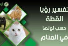 cat by color.jpg6655abd772151 220x150 - تفسير حلم ثعبان يبتلع قطة: رموز خفية؟