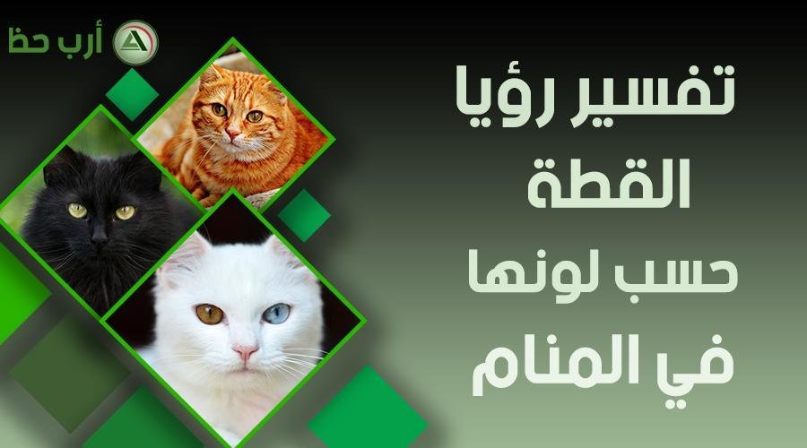 cat in dream by color - تفسير حلم خروج قطة سوداء: رحيل النحس؟