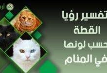 cat in dream by color.jpg6651aba1ea1e0 220x150 - تفسير حلم قطة رجلها مقطوعة: رمز أم رسالة؟