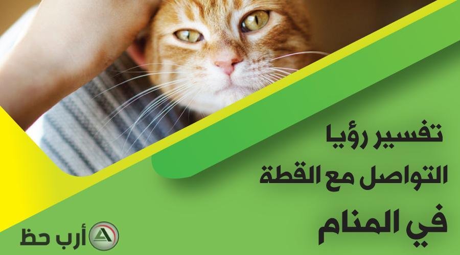 تفسير حلم قطة فمها مخيط: أسرارٌ مُغلقة؟ cat in dream contact - تفسير حلم قطة فمها مخيط: أسرارٌ مُغلقة؟